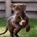 Ivar-male-Bully-puppy-for-sale- (5)