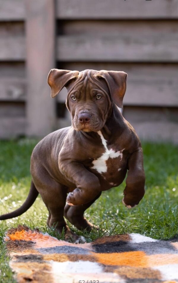 Ivar American Bully Ivar American Bully