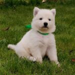 Jasmine-female-White-Swiss-Shepherd-puppy-for-sale- (1)