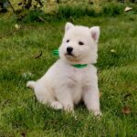 Jasmine-female-White-Swiss-Shepherd-puppy-for-sale- (2)