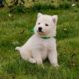Jasmine White Swiss Shepherd Jasmine White Swiss Shepherd