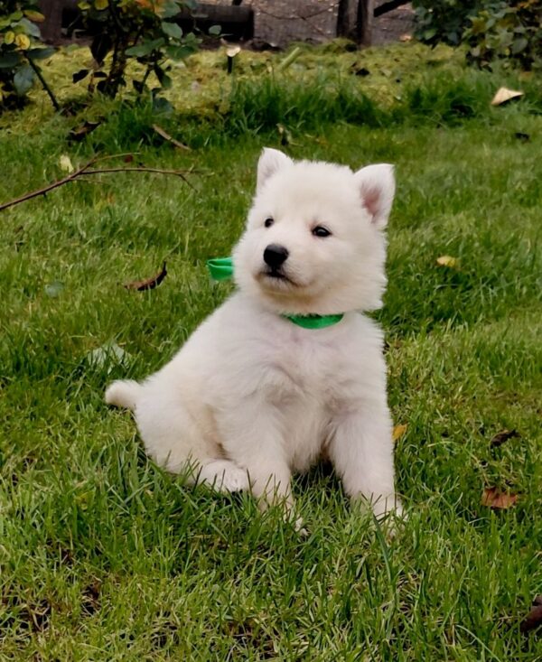 Jasmine White Swiss Shepherd Jasmine White Swiss Shepherd