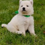 Jasmine-female-White-Swiss-Shepherd-puppy-for-sale- (3)