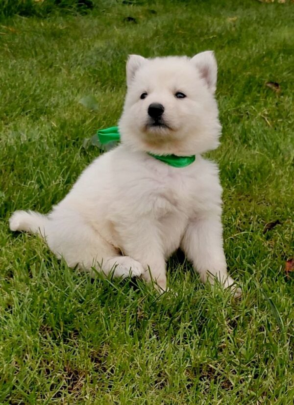 Jasmine White Swiss Shepherd Jasmine White Swiss Shepherd