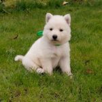 Jasmine-female-White-Swiss-Shepherd-puppy-for-sale- (4)