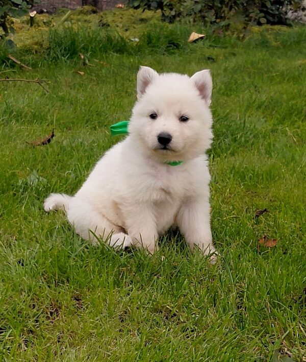 Jasmine White Swiss Shepherd Jasmine White Swiss Shepherd