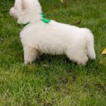 Jasmine-female-White-Swiss-Shepherd-puppy-for-sale- (5)
