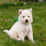 Jasmine-female-White-Swiss-Shepherd-puppy-for-sale- (6)