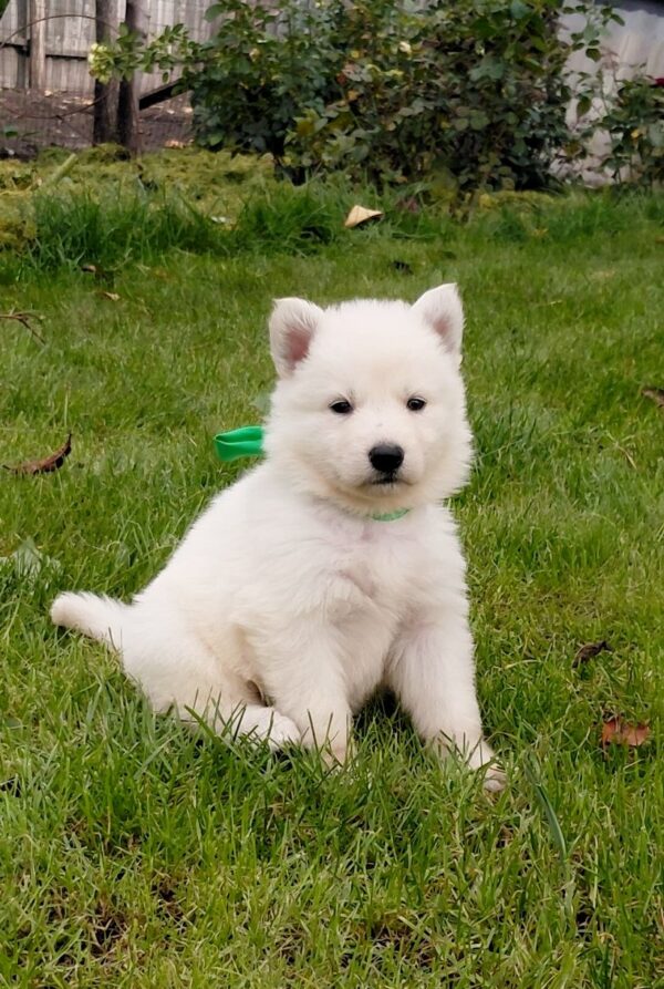 Jasmine White Swiss Shepherd Jasmine White Swiss Shepherd