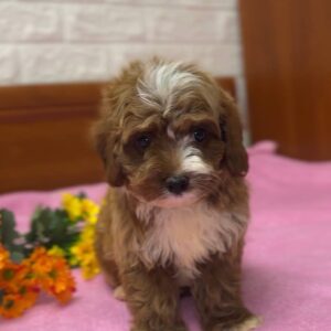 Jeanmar Maltipoo Jeanmar Maltipoo