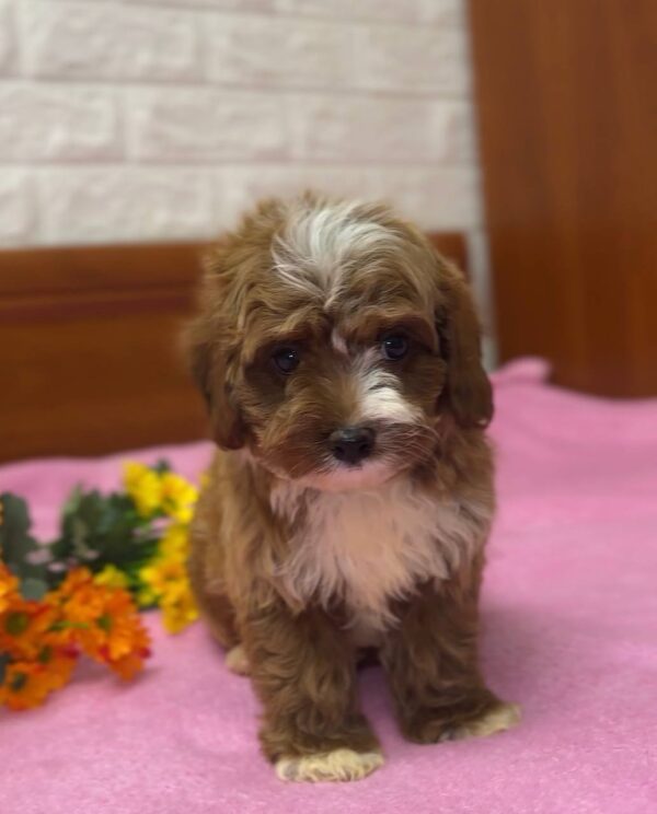 Jeanmar Maltipoo Jeanmar Maltipoo