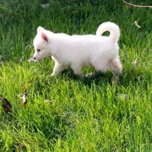 Jenna White Swiss Shepherd Jenna White Swiss Shepherd