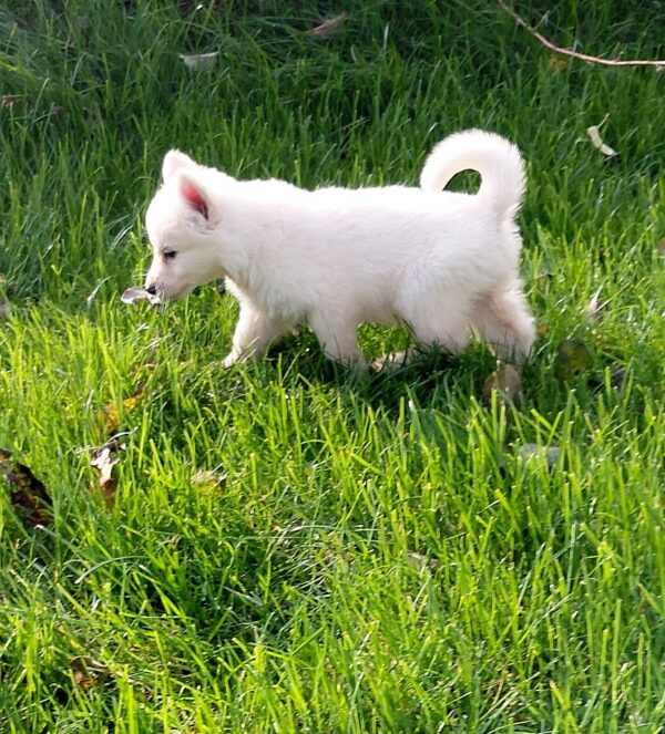 Jenna White Swiss Shepherd Jenna White Swiss Shepherd