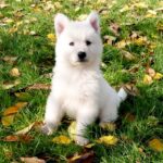 Jenna-female-White-Swiss-Shepherd-puppy-for-sale- (2)