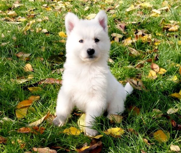 Jenna White Swiss Shepherd Jenna White Swiss Shepherd