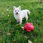 Jenna-female-White-Swiss-Shepherd-puppy-for-sale- (3)