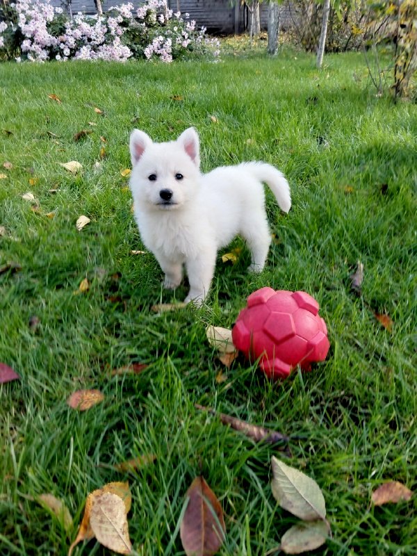 Jenna White Swiss Shepherd Jenna White Swiss Shepherd