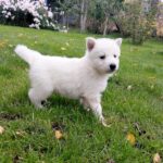 Jett-male-White-Swiss-Shepherd-puppy-for-sale- (1)