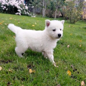 Jett White Swiss Shepherd Jett White Swiss Shepherd