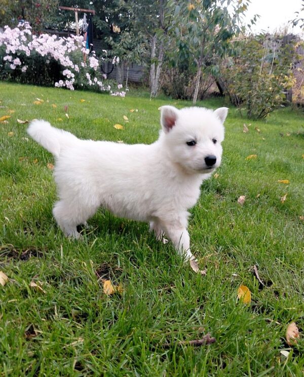 Jett White Swiss Shepherd Jett White Swiss Shepherd