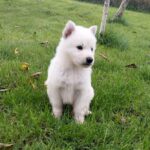 Jett-male-White-Swiss-Shepherd-puppy-for-sale- (2)