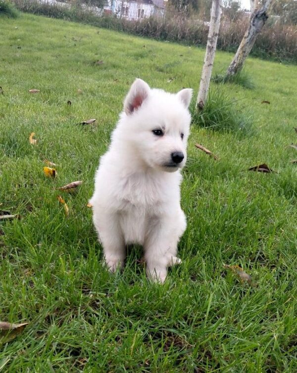 Jett White Swiss Shepherd Jett White Swiss Shepherd