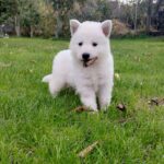 Jett-male-White-Swiss-Shepherd-puppy-for-sale- (3)