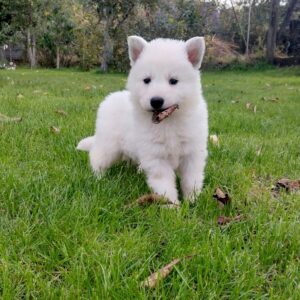 Jett White Swiss Shepherd Jett White Swiss Shepherd