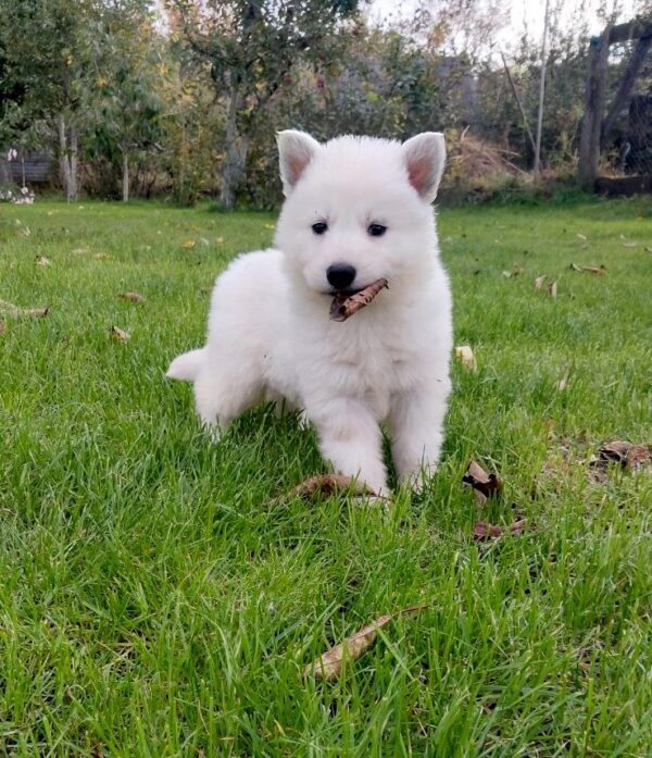 Jett White Swiss Shepherd Jett White Swiss Shepherd