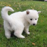 Jett-male-White-Swiss-Shepherd-puppy-for-sale- (4)