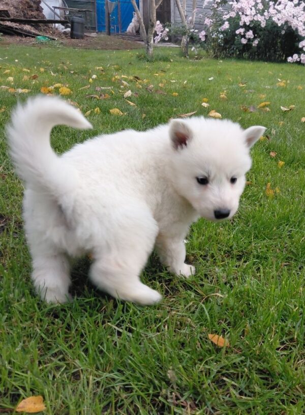 Jett White Swiss Shepherd Jett White Swiss Shepherd