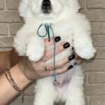 Joffrey-male-Samoyed-puppy-for-sale-1 (1)