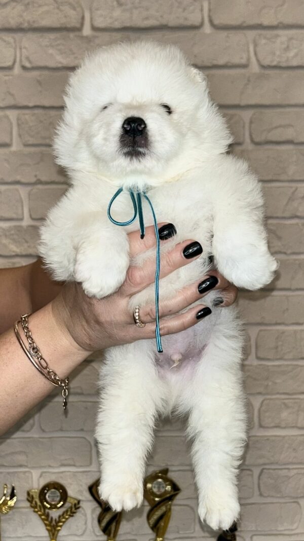 Joffrey Samoyed Joffrey Samoyed