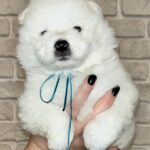 Joffrey-male-Samoyed-puppy-for-sale-1 (2)
