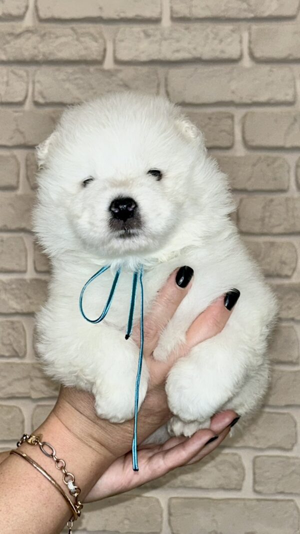Joffrey Samoyed Joffrey Samoyed