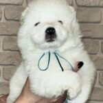 Joffrey-male-Samoyed-puppy-for-sale-1 (3)