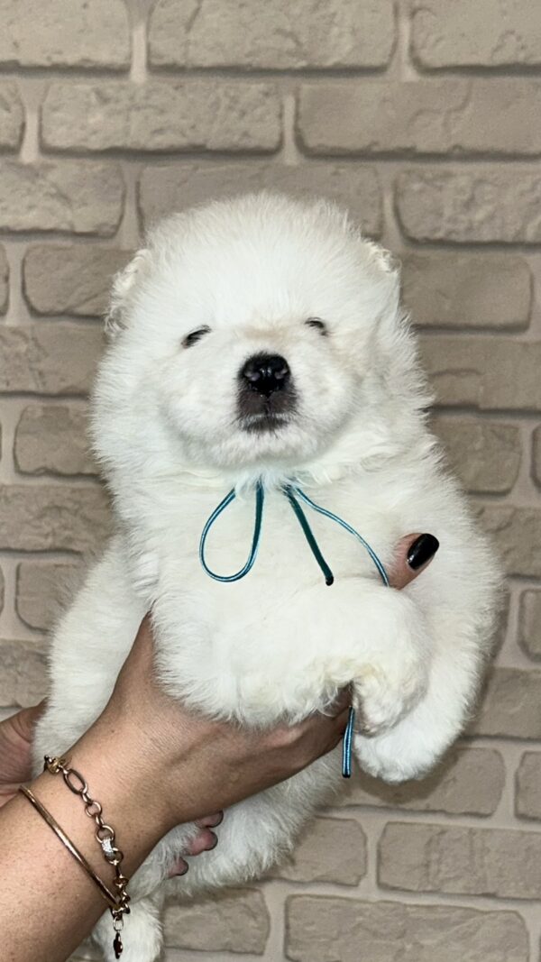 Joffrey Samoyed Joffrey Samoyed