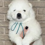 Joffrey-male-Samoyed-puppy-for-sale-1 (4)