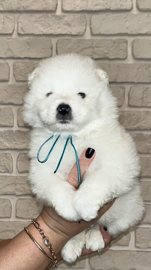 Joffrey Samoyed Joffrey Samoyed