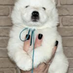 Joffrey-male-Samoyed-puppy-for-sale-1 (5)