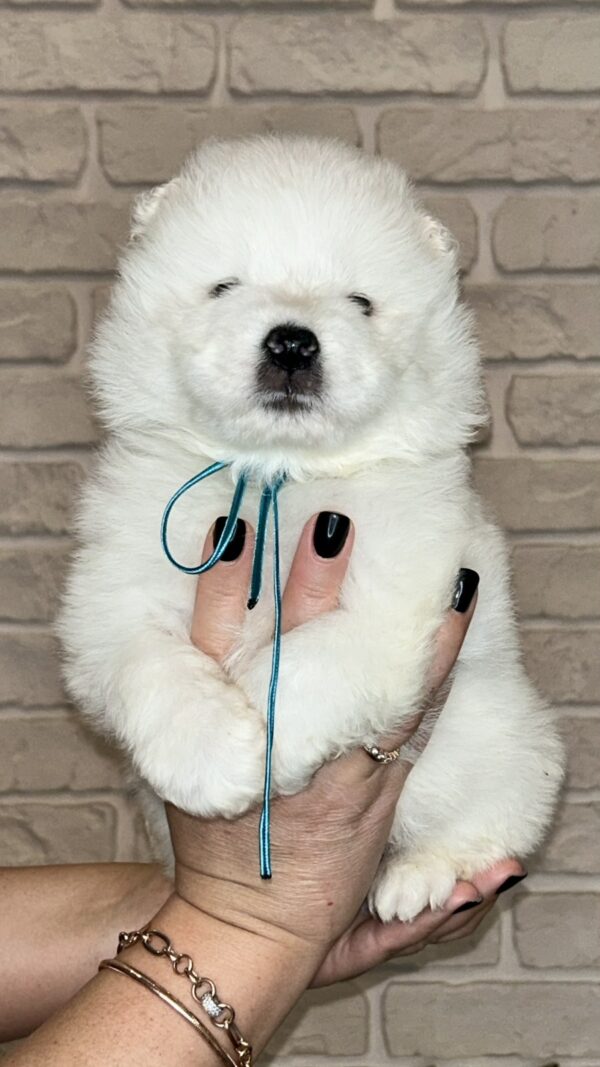 Joffrey Samoyed Joffrey Samoyed