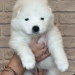 Josephine-female-Samoyed-puppy-for-sale-1 (1)