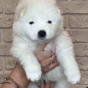 Josephine Samoyed Josephine Samoyed