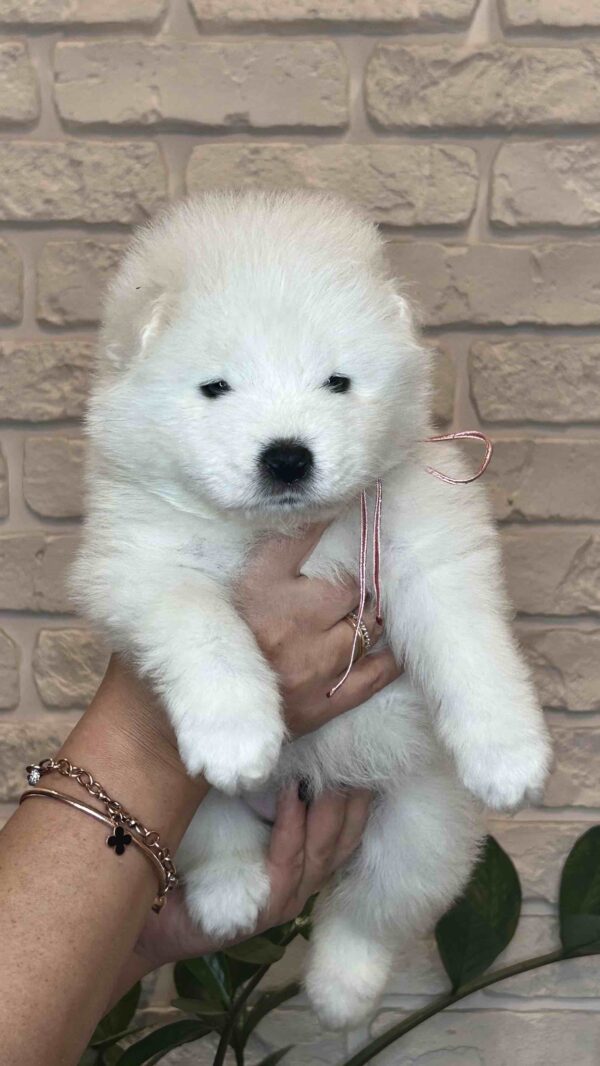 Josephine Samoyed Josephine Samoyed