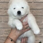 Josephine-female-Samoyed-puppy-for-sale-1 (2)
