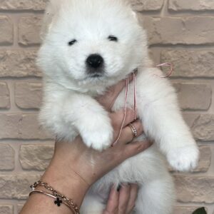 Josephine Samoyed Josephine Samoyed