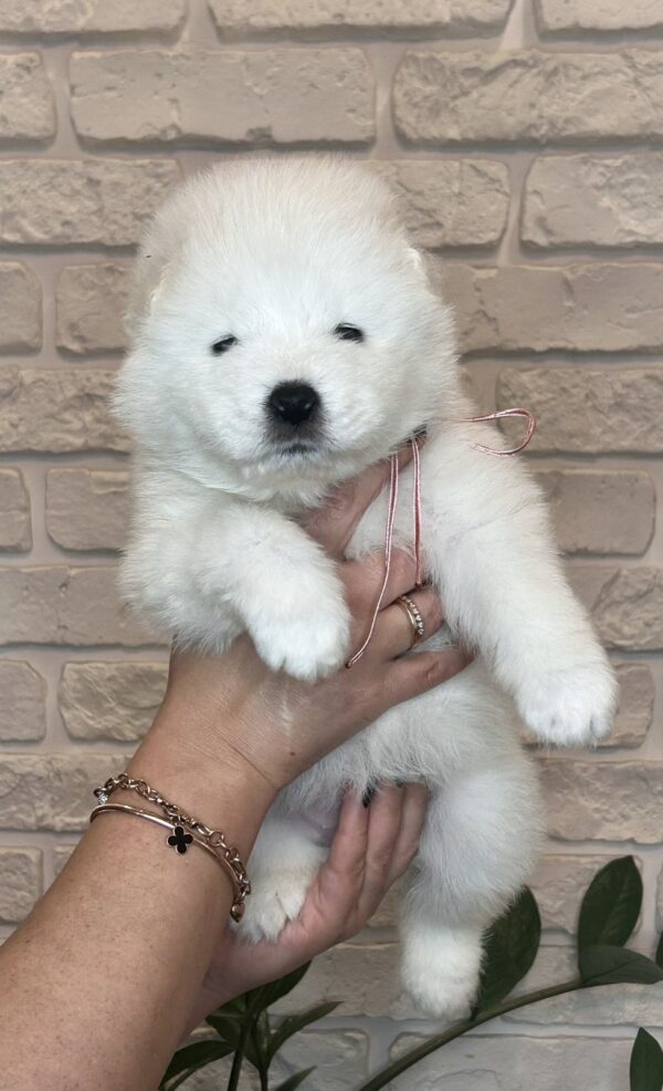 Josephine Samoyed Josephine Samoyed