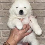 Josephine-female-Samoyed-puppy-for-sale-1 (3)