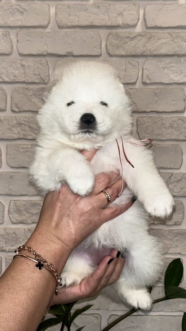Josephine Samoyed Josephine Samoyed