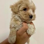 Juana-female-Maltipoo-puppy-for-sale-1 (1)